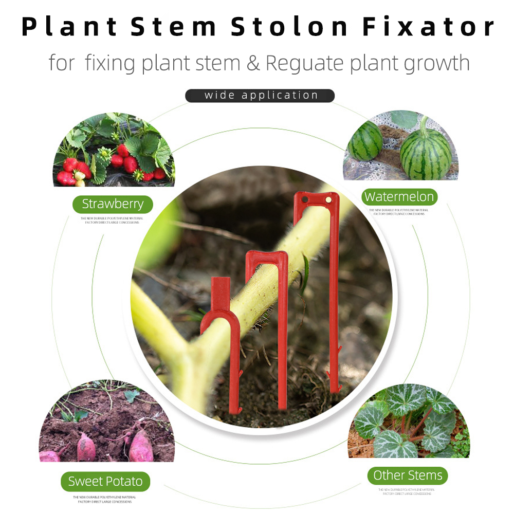 20-50PCS Strawberry Planting F - огляд і ціна Plant Parent