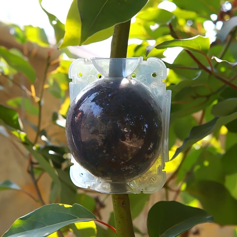 10pcs Plant Propagation Box Se - огляд і ціна Plant Parent